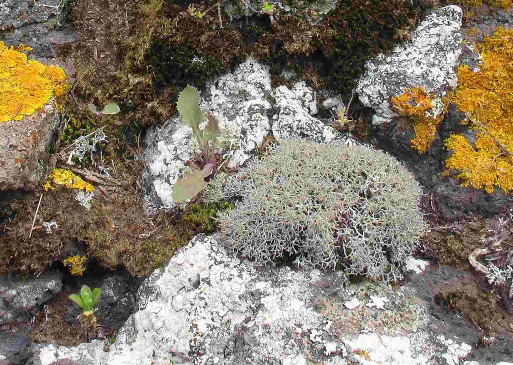 [Cladonia rangiformis]